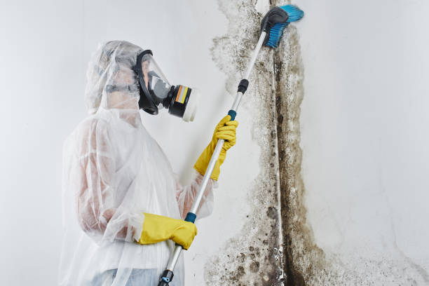 Professional Mold Removal Services in Central Gardens, TX