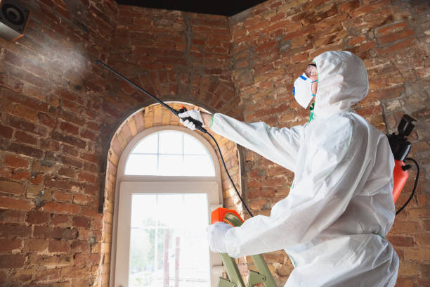 Why You Should Choose Our Mold Remediation Services in Central Gardens, TX